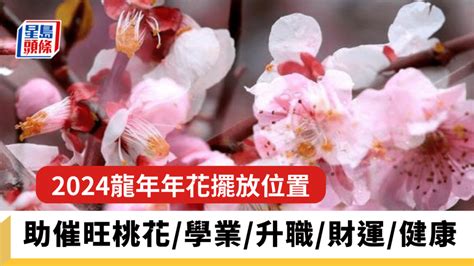 2024桃花位|2024龍年年花擺放位置一文看清！桃花放邊好？富貴。